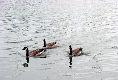 Canadian Geese swimming in lake Ontario