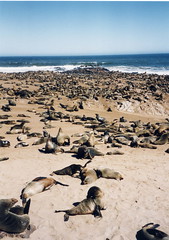 seals at Cape Cross