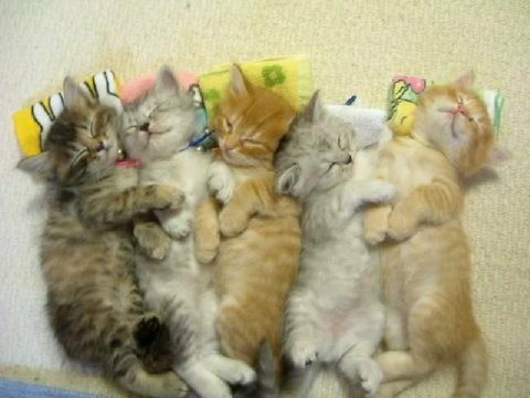 5 little kittens