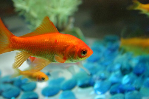 goldfish. goldfish