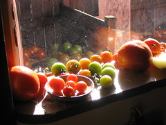 Tomatoes From the Garden Ripen in the Window A...