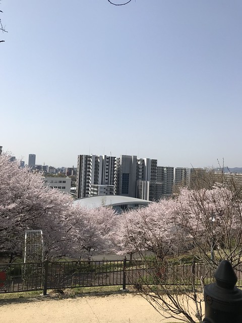 牛田総合公園のバラ園から桜とマンションで...