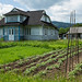 Casas de madeira e agricultura domiciliar