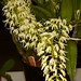 D. speciosum "Hilli" x D. grandiflora – Bill Wong