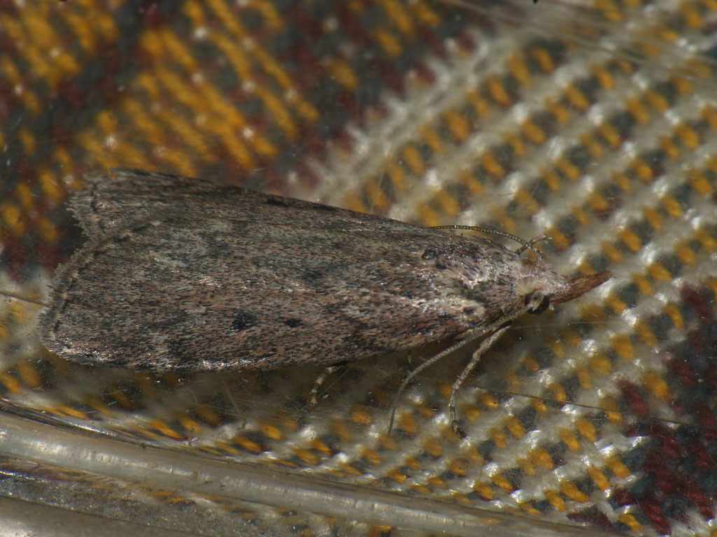 : Aphomia sociella  - Bee moth (female) -   ()