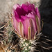 Cactus bloom in the Cactus & Succulent Gardens, Tucson Botanical Gardens