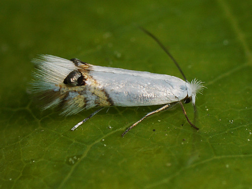 Leucoptera sinuella ©  Cossus