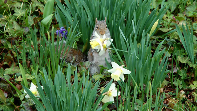 A squirrel in the garden
