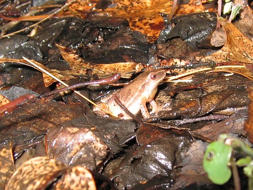 Spring Peeper by Norm Walsh