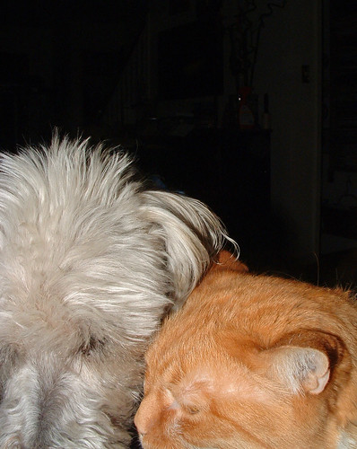 Henry (white terrier)  & Spike (orange cat) - heads together