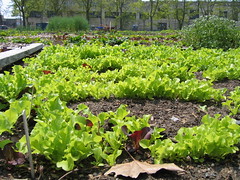 lettuce (possibly mesclun) at an urban farm, A...