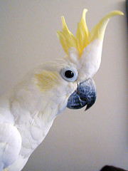 Bubba (Sulfur-Crested Cockatoo)