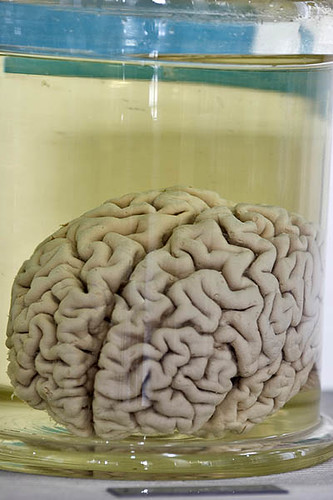 Brain In Jar