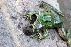 It's a frog eat frog world by Mark Surman