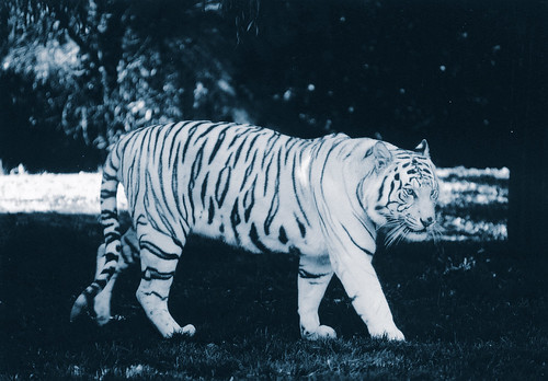 Bengal Tiger Photographs