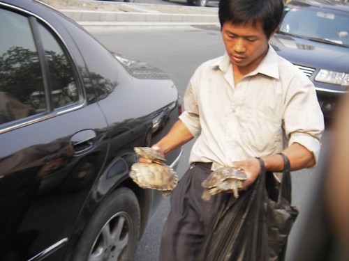 Car-to-Car Turtle Sales by you.