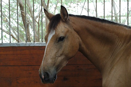 horse face profile. Dun horse profile