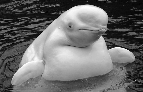 beluga whale. Beluga Whale