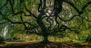 The Tree of Souls II