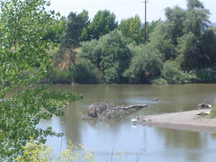Napa River
