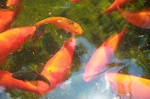 goldfish by Mighty Free, on Flickr