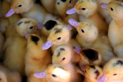 ducklings by lanier67.