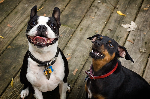 Chachi & Pepper Boston Terrier 