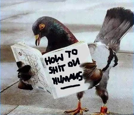 Pigeon revenge