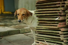 IMG_4698 a rather shy dog which peered at me f...