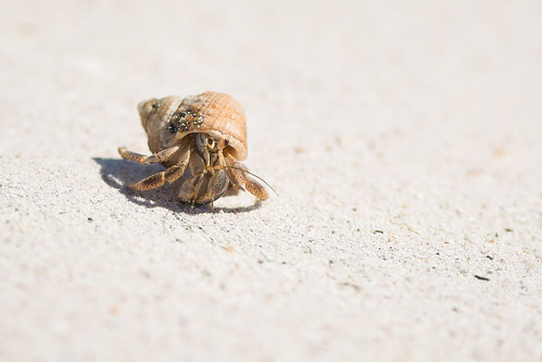 Hermit Crab ©  kuhnmi