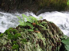 Ferns, Buttermilk Falls (Walpack Valley, Delaw...