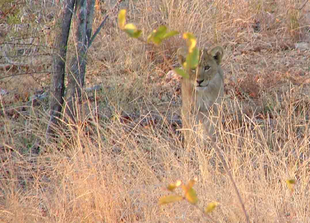 leeuwen welpje (Kruger Park)