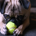 Mini Tennis Balls are Good for Pugs