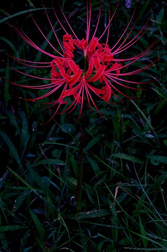 red spider lily