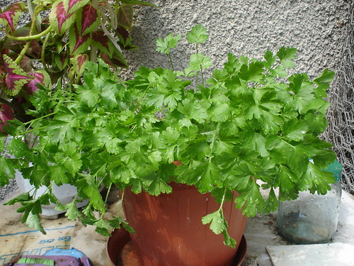 Herbs for winter - parsley in a pot
