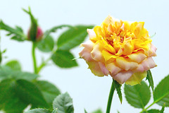 rose ibiza-forever