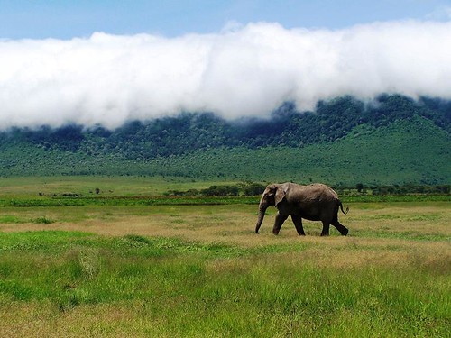 Elephant and Cloud