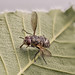 Mouche tuÃ©e par un champignon / Fly Death by Fungus [Entomophthora muscae] (Prbl. ID?)