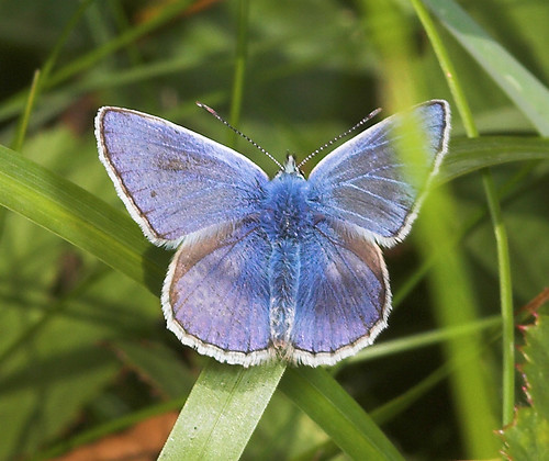 Common Blue Butterfly (polyommatus icarus)
