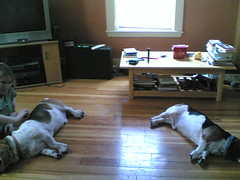 Bookend Bassets