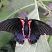 Scarlet Swallowtail - Female