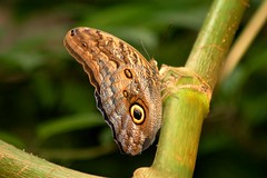 Giant Owl Butterfly - by Phil