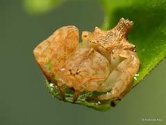 Crab spider, Epicadus trituberculatus, Thomisidae