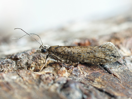 Ypsolopha vittella - Elm autumn moth -    ©  Cossus