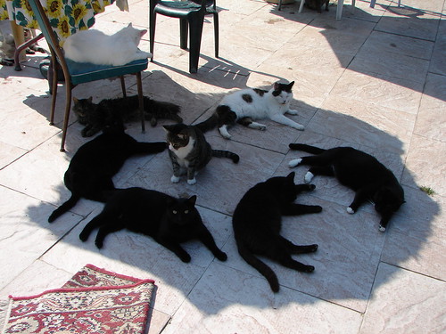Thumb Foto: 8 gatos forman un culto