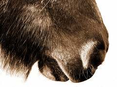 shetland pony close-up