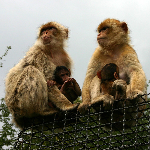Monkeys (Barbary Macaque)