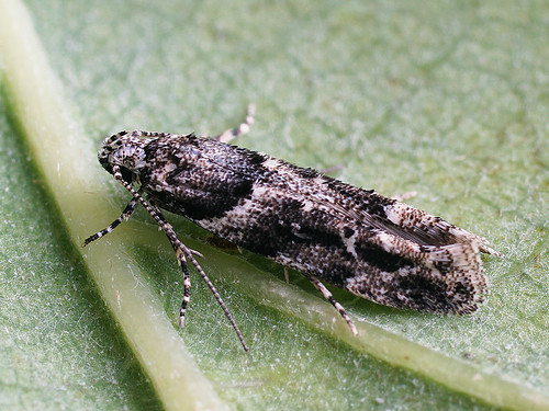 Recurvaria nanella - Lesser bud moth -   ©  Cossus