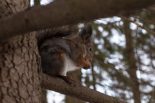 Squirrel in Meilahti ©  Konstantin Malanchev