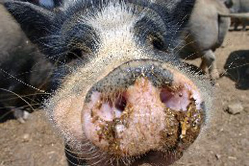 Calvin the pig sticks his nose out